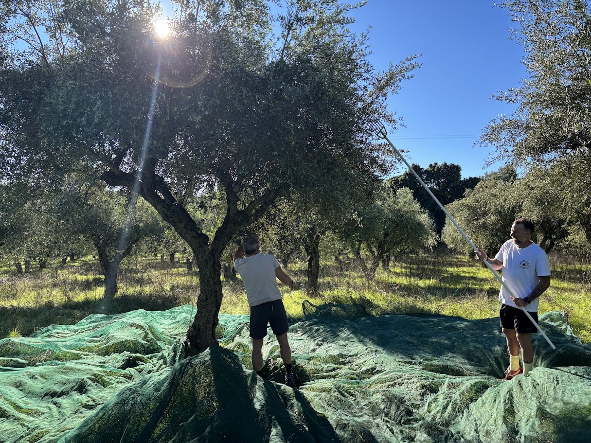 Olive harvest — two people picking olives with nets under olive trees